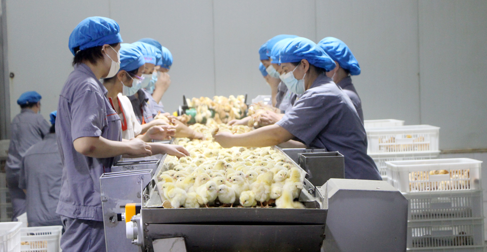 pa视讯官方集团